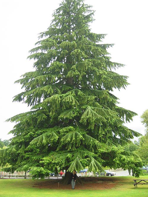 eastern-hemlock-tree