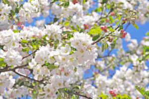 choose-trees-for-your-climate