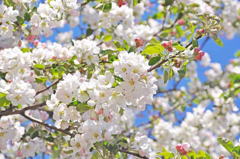 How-To-Choose-The-Right-Flowering-Crabapple-for-Your-Garden