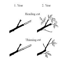 Thinning-vs-Heading-Cuts-in-Pruning