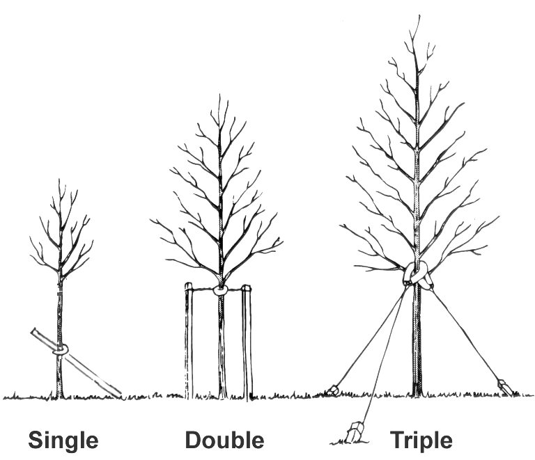 tree-staking-diagram-three-methods