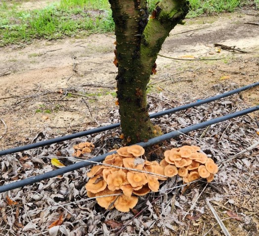 armillaria-root-rot-visual