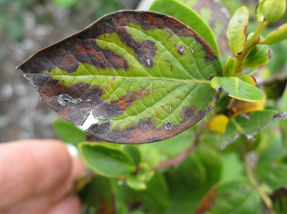 bacterial-leaf-scorch-tree-disease-symptom