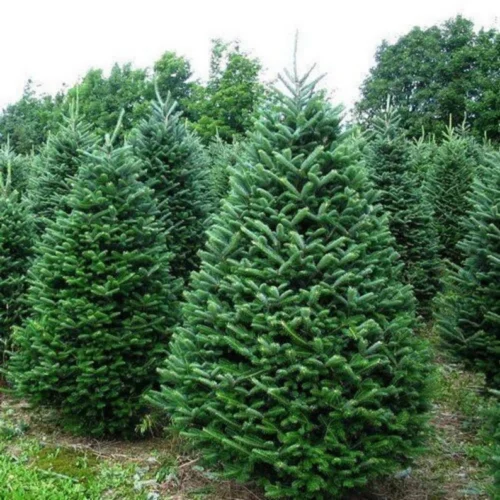 balsam-fir-tree