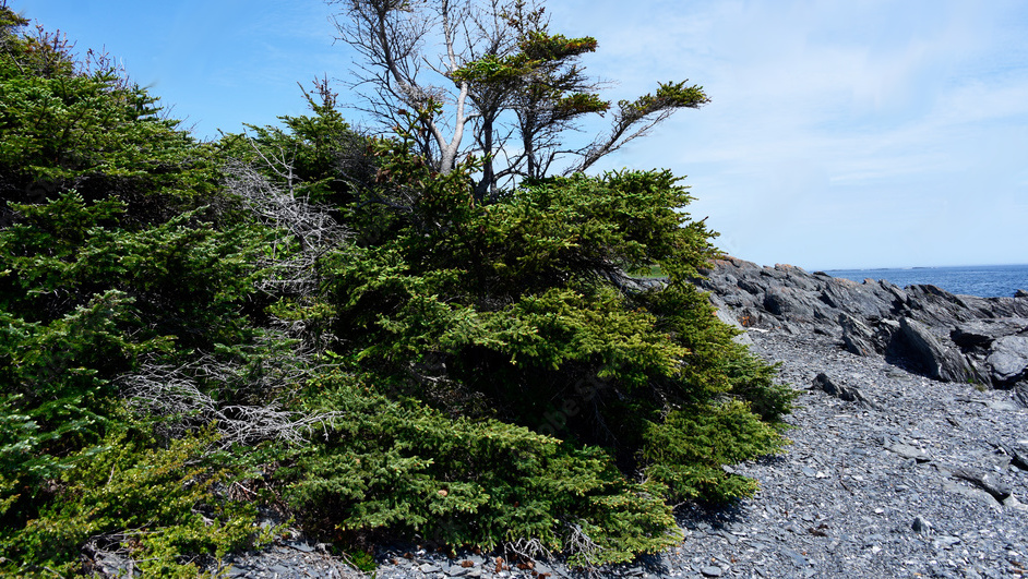 bent-trees-seaside