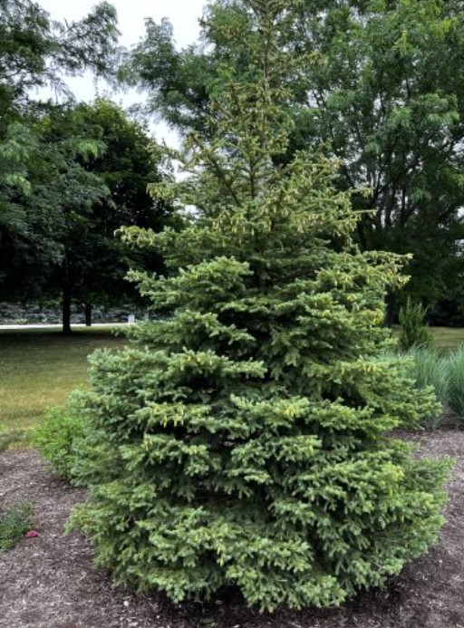 black-hill-spruce