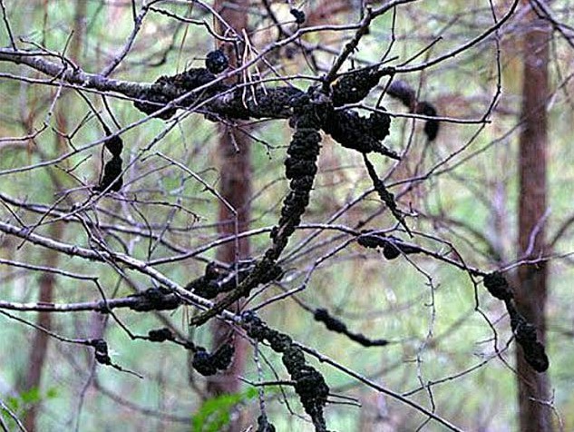 black-knot-tree-disease-visual