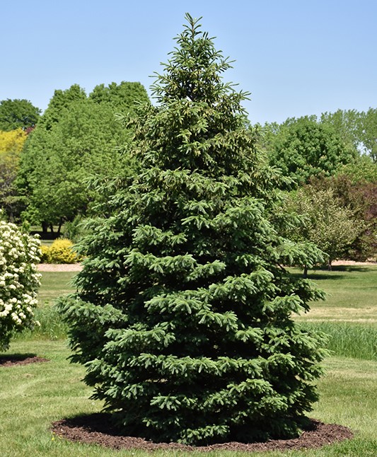 black-spruce-tree