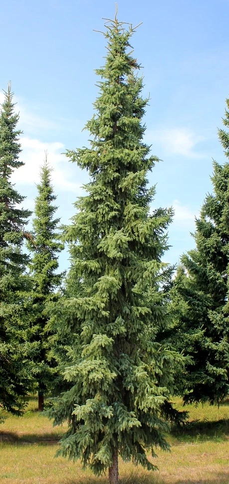 black-spruce-wet-location-trees