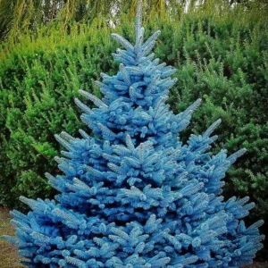 blue-spruce-tree-canada