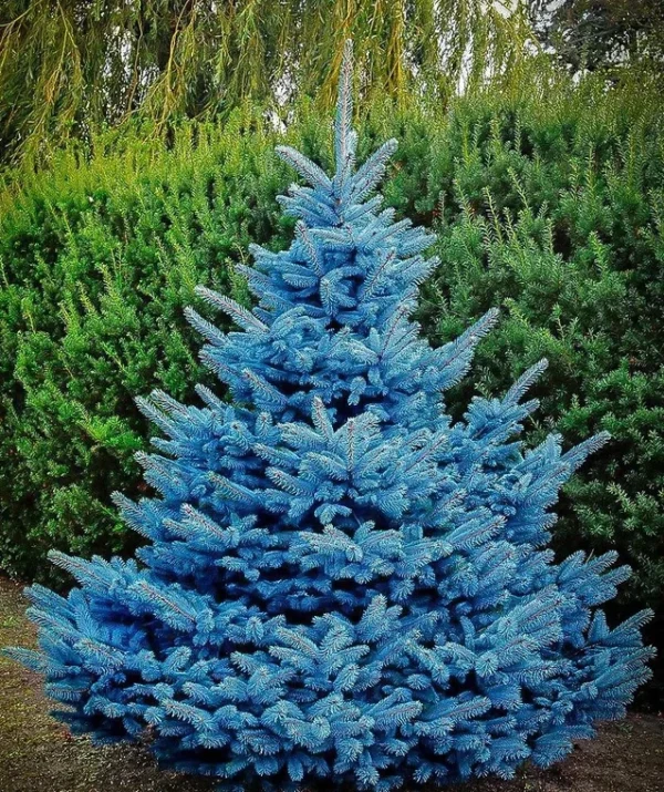 blue-spruce-tree-canada