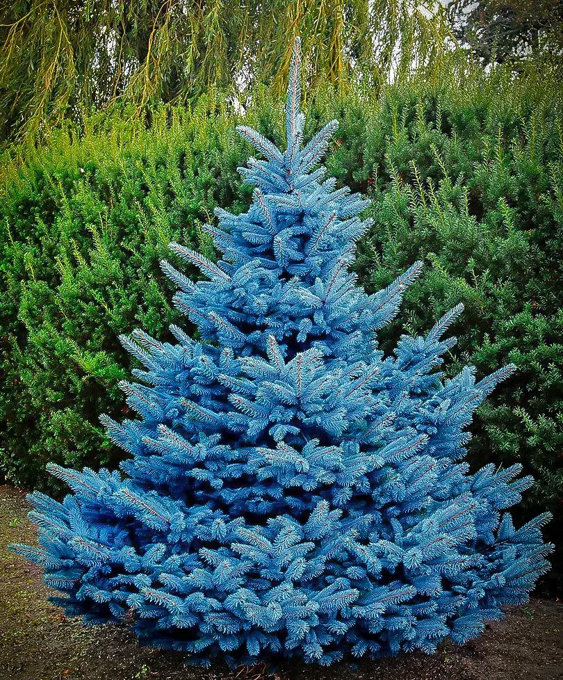 blue-spruce