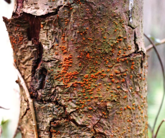 chestnut-blight-disease-symptom