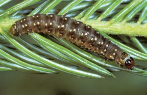 spruce-bud-worm-tree-pest