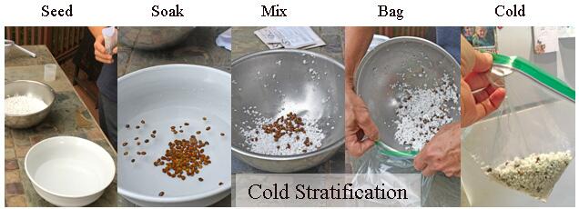 cold-stratification-steps-diagram