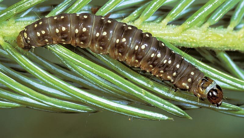 spruce-bud-worm-tree-pest