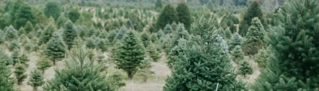 tree-nursery-newfoundland