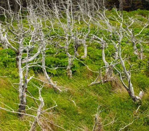 tuckamore-trees-life-cycle