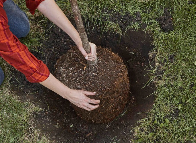 digging-hole-for-tree-planting