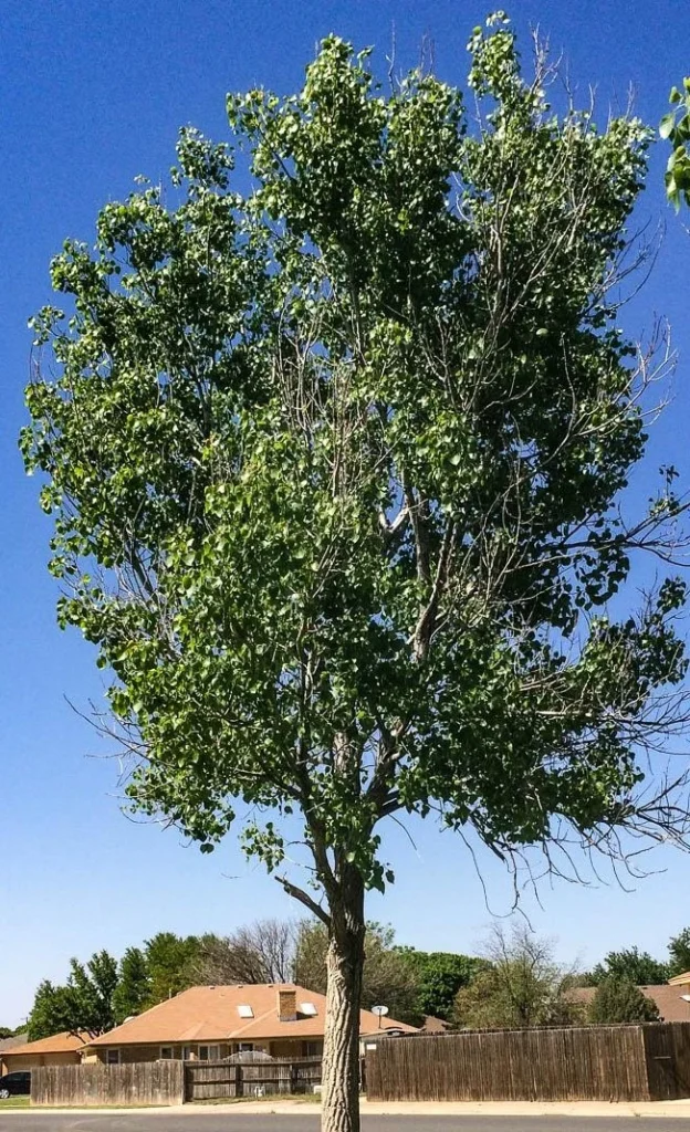 eastern-cottonwood-tree