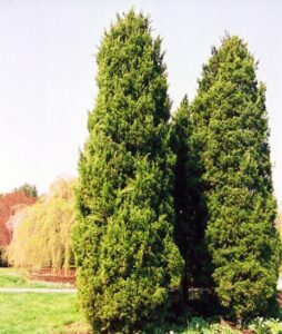 eastern-red-cedar-tree