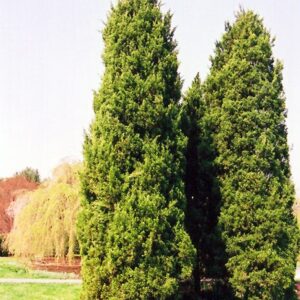 eastern-red-cedar-tree