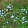 eastern-red-cedar-tree-berries