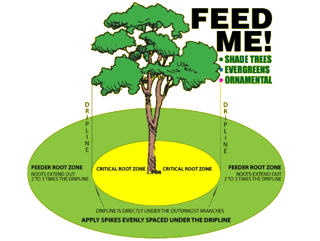 fertilizing-zone-around-a-tree