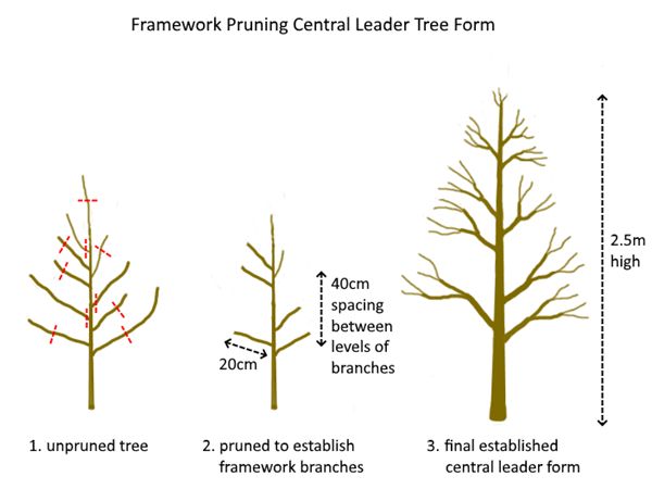 formative-pruning-trees-pictogram