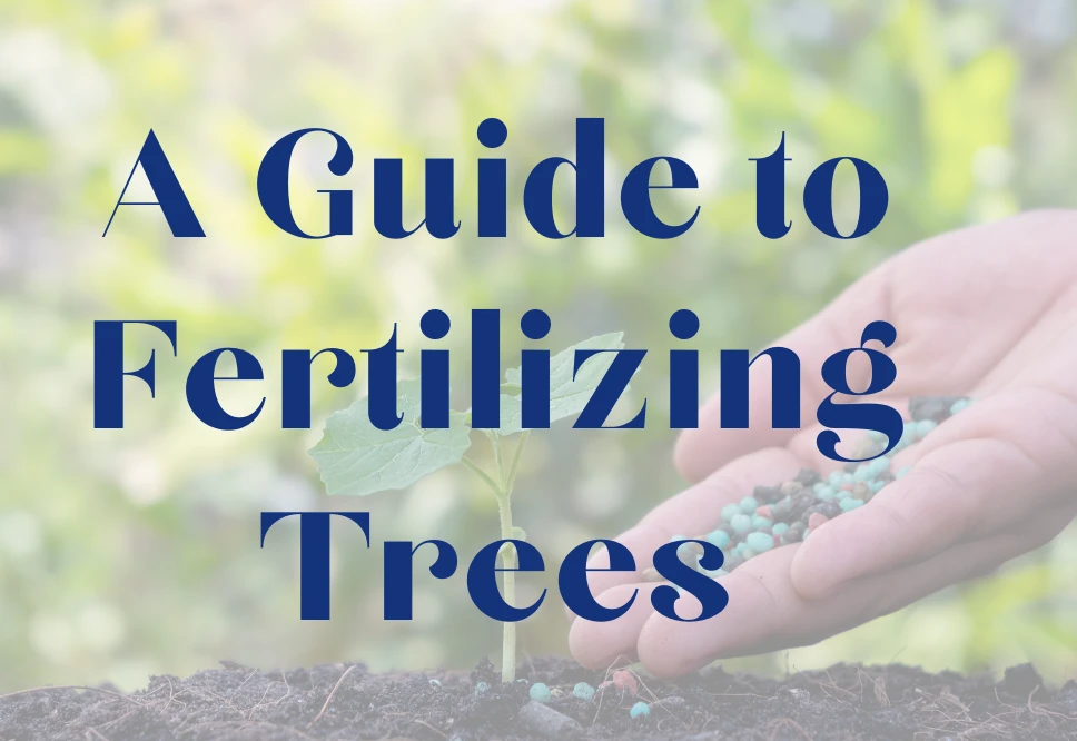 guide-to-fertilizing-trees