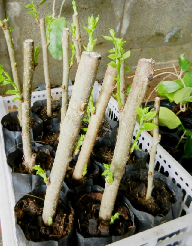 hardwood-cuttings-propagation