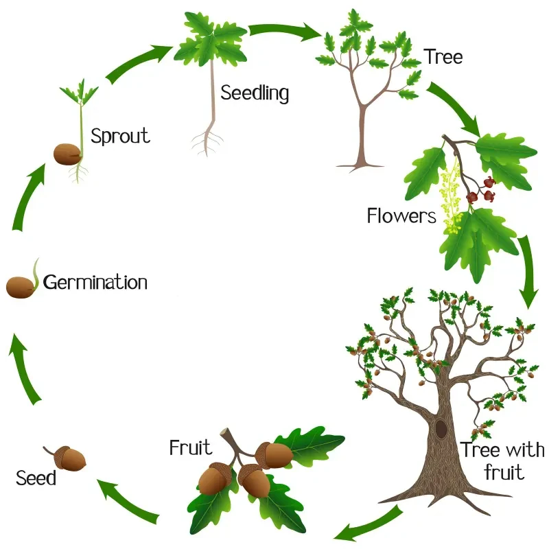 life-cycle-tree