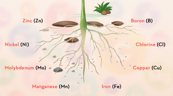 micronutrients-fertilizing-trees