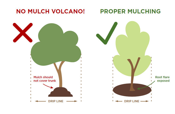 tree-nursery-customer-faqs-mulching-trees-diagram