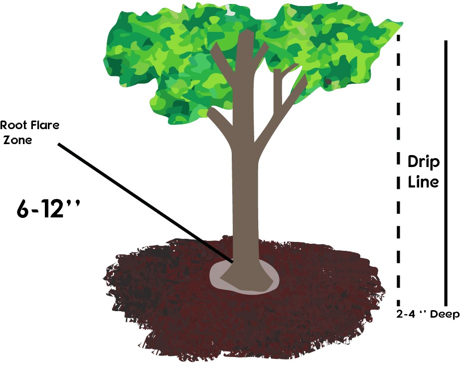 mulching-trees