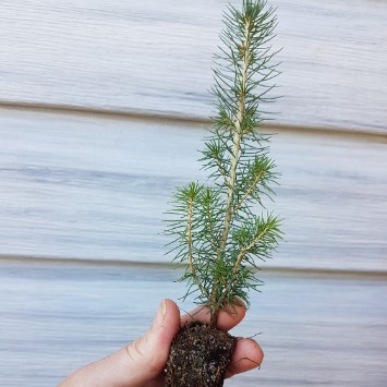 one-year-old-spruce-seedling