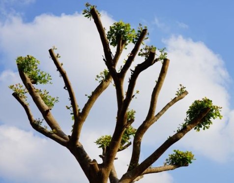 over-pruning-extreme-prune-trees