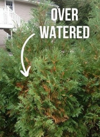 over-watered-trees