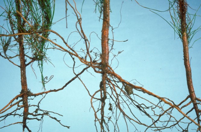 phytophthora-root-rot