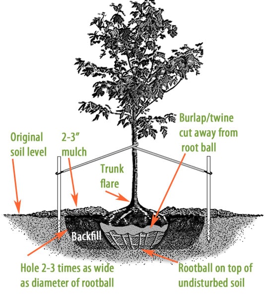 plant-a-tree-procedure