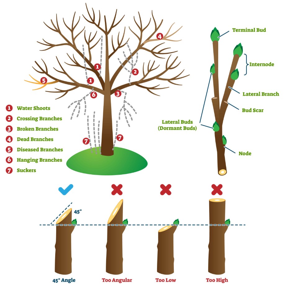 prune-trees-properly