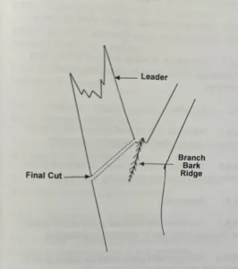 question-about-reduction-cuts-prune-trees