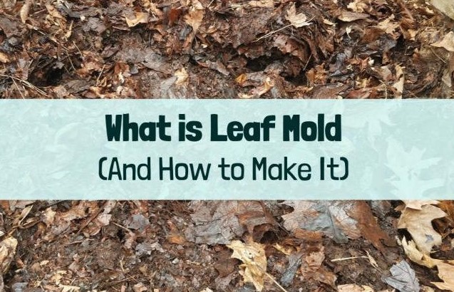 recipe-leaf-mold