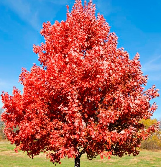 red-maple-tree