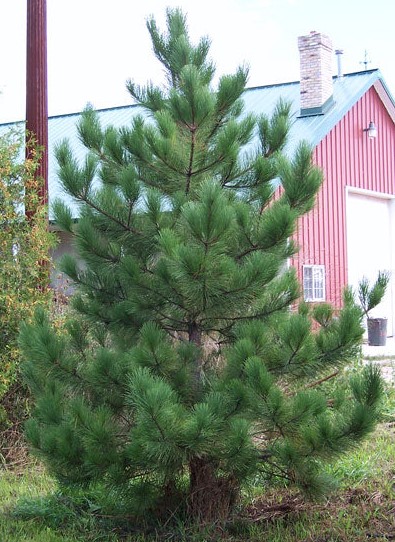 red-pine-tree