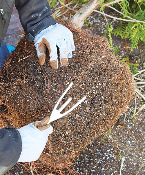 root-pruning-teasing-roots