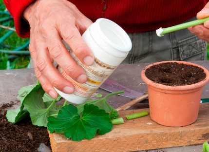 rooting-hormone-grow-trees-from-cuttings