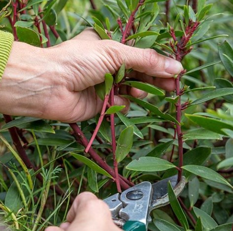 semi-hardwood-cuttings