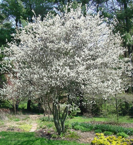 colorful-trees-serviceberry-tree