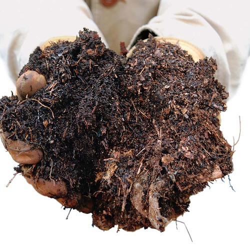 soil-for-growing-trees